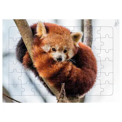 Puzzle : le panda roux perché, 48 pièces